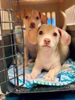 Zaza -  Mixed Breed Dog for Adoption in Munster, Indiana - Zaza | PetCurious