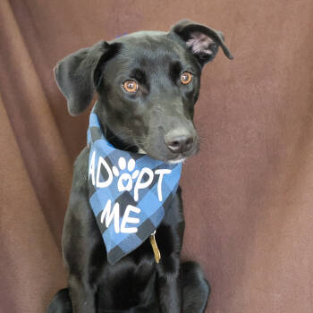 Rescue Black Labrador Retriever and Mixed Breed Dogs for Adoption in Richmond, California - ANNA | PetCurious