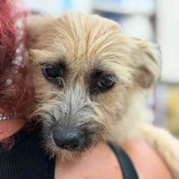 Cinnamon -  Wirehaired Terrier and Mixed Breed Dog for Adoption in North Charleston, South Carolina - Cinnamon | PetCurious