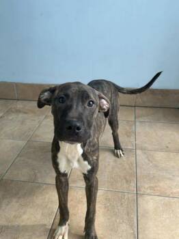 Mixed Breed Dogs Available for Adoption - Maxine | PetCurious