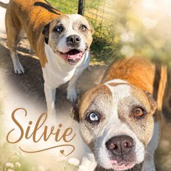 American Bulldog Dogs Available for Adoption in Hackett, Arkansas - Sylvie | PetCurious