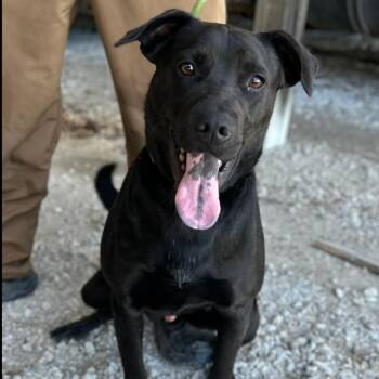 Chorney -  Black Labrador Retriever and Mixed Breed Dog for Adoption in Clarksville, Tennessee - Chorney | PetCurious