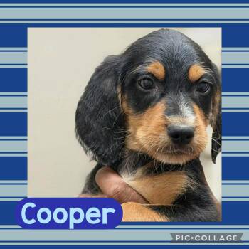 Dachshund and Poodle Dogs Available for Adoption in Ringwood, New Jersey - Cooper | PetCurious