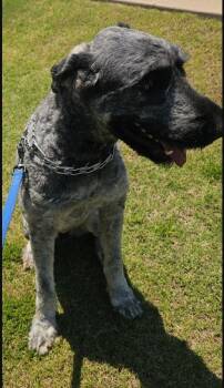 Giant Schnauzer and Standard Poodle Dogs Available for Adoption in Morrilton, Arkansas - Oden | PetCurious