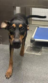IMONE -  Mixed Breed Dog for Adoption in Dallas, Texas - IMONE | PetCurious