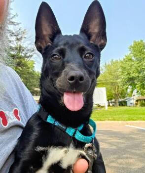 Jelly -  Chihuahua Dog for Adoption in Brooklyn Center, Minnesota - Jelly | PetCurious