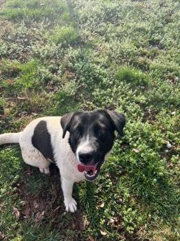 Chandler -  Great Pyrenees and Labrador Retriever Dog for Adoption - Chandler | PetCurious