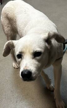 Rescue Mixed Breed Dogs for Adoption in Spartanburg, South Carolina - Miss Wiggles | PetCurious