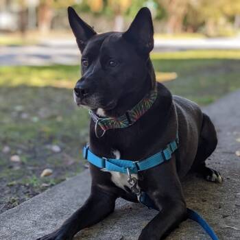 Rescue Mixed Breed Dogs for Adoption in Houston, Texas - Jack | PetCurious