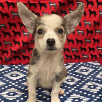 Pearl -  Australian Cattle Dog Blue Heeler and Cattle Dog Dog for Adoption in Washburn, Missouri - Pearl | PetCurious