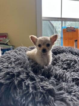 Chis Snack -  Chihuahua Dog for Adoption in Lakeland, Florida - Chis Snack | PetCurious