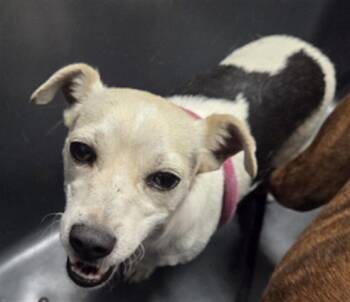 Rescue Terrier and Chihuahua Dogs for Adoption in Thousand Oaks, California - Spotty -- LONGTIME RESIDENT! | PetCurious