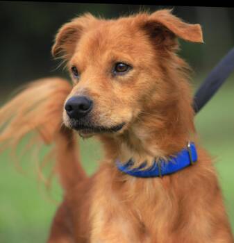 Deo -  Golden Retriever Dog for Adoption in North Fort Myers, Florida - Deo | PetCurious