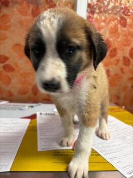 Sparkler -  Boxer and German Shepherd Dog Dog for Adoption in Carson City, Nevada - Sparkler | PetCurious