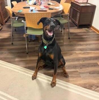 Marley -  Doberman Pinscher Dog for Adoption in Knoxville, Tennessee - Marley | PetCurious