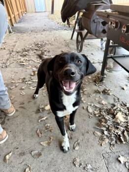 Labrador Retriever Dogs Available for Adoption - Fred | PetCurious
