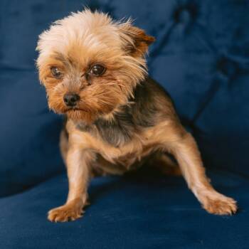Irene -  Yorkshire Terrier Dog for Adoption in Zionsville, Indiana - Irene | PetCurious