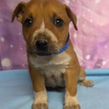 Buddy -  Mixed Breed Dog for Adoption in Fort Collins, Colorado - Buddy | PetCurious
