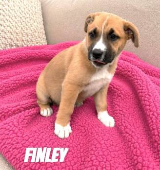Finley SS in MS -  Mixed Breed Dog for Adoption in Warwick, Rhode Island - Finley SS In MS | PetCurious