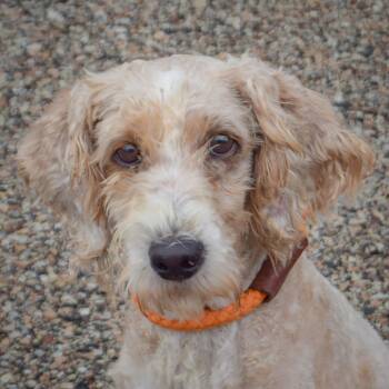 Brewers -  Poodle and Wheaten Terrier Dog for Adoption in Huntley, Illinois - Brewers | PetCurious