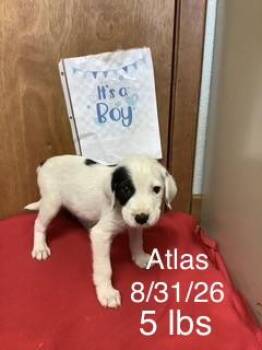 Atlas -  Great Pyrenees and Pointer Dog for Adoption in Welling, Oklahoma - Atlas | PetCurious
