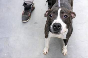 Angel Girl -  Mixed Breed Dog for Adoption in Terre Haute, Indiana - Angel Girl | PetCurious