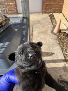 Mixed Breed Dogs Available for Adoption in Dallas, Texas - TODD | PetCurious