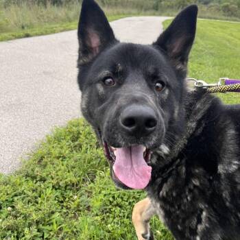 Sonny Chiba -  Akita Dog for Adoption in Matteson, Illinois - Sonny Chiba | PetCurious