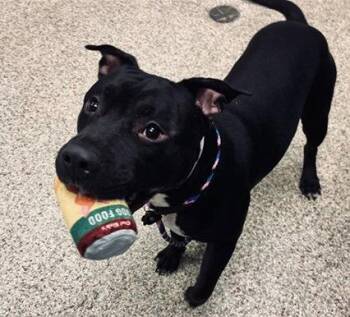 Pit Bull Terrier Dogs Available for Adoption in Fort Collins, Colorado - Rover | PetCurious