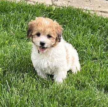 Shih Tzu and Bichon Frise Dogs Available for Adoption in Overland Park, Kansas - Sadie | PetCurious