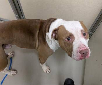 DRACO -  Pit Bull Terrier Dog for Adoption in Kent, Washington - DRACO | PetCurious