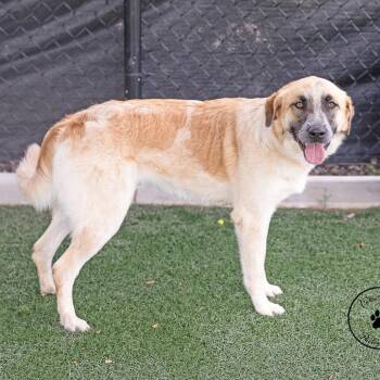 Stardust -  Anatolian Shepherd and Mixed Breed Dog for Adoption in Portland, Oregon - Stardust | PetCurious