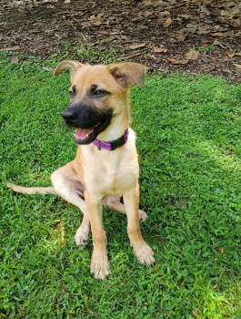 Rescue German Shepherd Dog and Belgian Shepherd Malinois Dogs for Adoption in Ball Ground, Georgia - Gretel | PetCurious