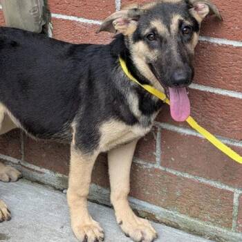 Sophia -  German Shepherd Dog Dog for Adoption in Raleigh, North Carolina - Sophia | PetCurious