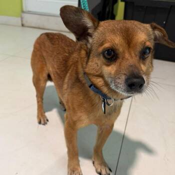 Cody -  Terrier and Chihuahua Dog for Adoption in New York, New York - Cody | PetCurious