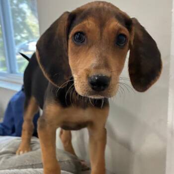 Zevian -  Hound and Mixed Breed Dog for Adoption in Fredericksburg, Virginia - Zevian | PetCurious