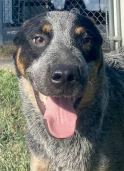 Smokie -  Australian Cattle Dog Blue Heeler Dog for Adoption in Glasgow, Kentucky - Smokie | PetCurious