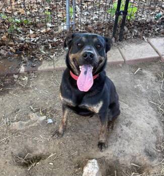 BULLET -  Rottweiler Dog for Adoption in Holbrook, New York - BULLET | PetCurious