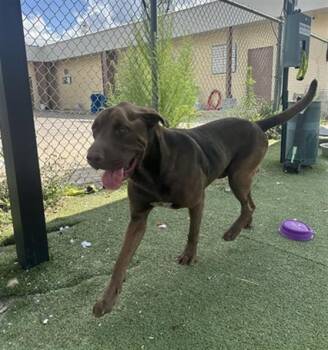 LOGAN -  Labrador Retriever and Mixed Breed Dog for Adoption in Pasadena, Texas - LOGAN | PetCurious