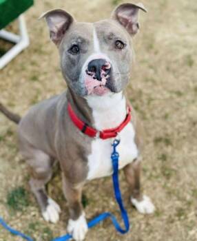 Rescue Mixed Breed Dogs for Adoption in West Chester, Pennsylvania - Clyde | PetCurious