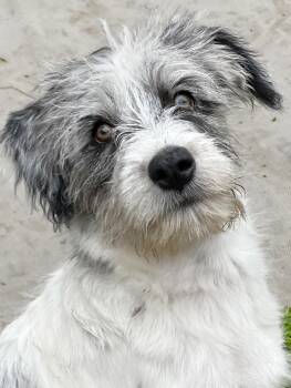 Aussiedoodle Dogs Available for Adoption - Fitzy-ADOPTION PENDING!! | PetCurious