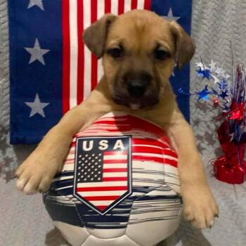 Stone -  German Shepherd Dog and Pit Bull Terrier Dog for Adoption in Olathe, Kansas - Stone | PetCurious