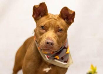 Gucci -  Terrier Dog for Adoption in Sanford, Florida - Gucci | PetCurious
