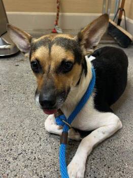 Eli -  Parson Russell Terrier and Chihuahua Dog for Adoption in Honolulu, Hawaii - Eli | PetCurious