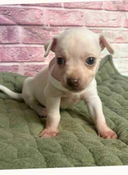 Popcorn -  Chihuahua and Fox Terrier Dog for Adoption in Boulder, Colorado - Popcorn | PetCurious