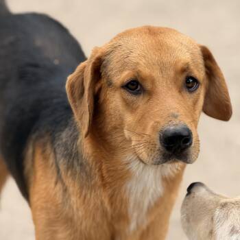 Tennessee Treeing Brindle and Labrador Retriever Dogs Available for Adoption in Atlanta, Texas - Booker | PetCurious