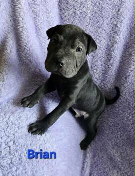 Shar Pei Dogs Available for Adoption in West Peoria, Illinois - Brian | PetCurious