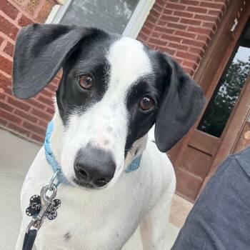Caruso -  Terrier and Mixed Breed Dog for Adoption in Chicago, Illinois - Caruso | PetCurious