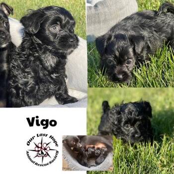Vigo -  Chihuahua and Terrier Dog for Adoption in Princeton, British Columbia - Vigo | PetCurious
