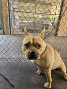 Rescue Pit Bull Terrier and Mixed Breed Dogs for Adoption in Largo, Florida - Gertie | PetCurious